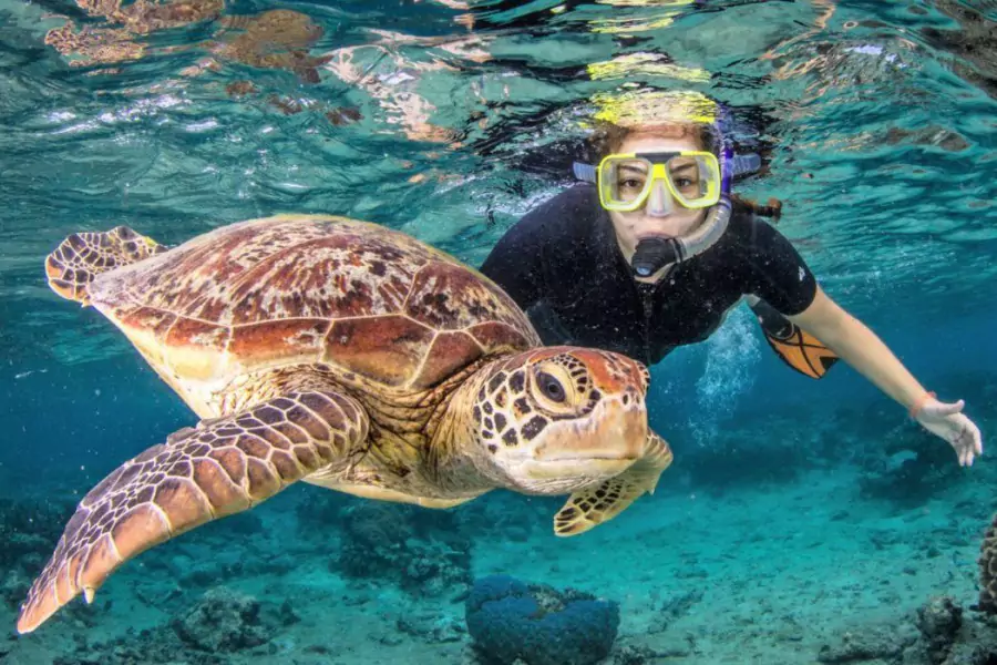 Gili Air Snorkeling with Turtle