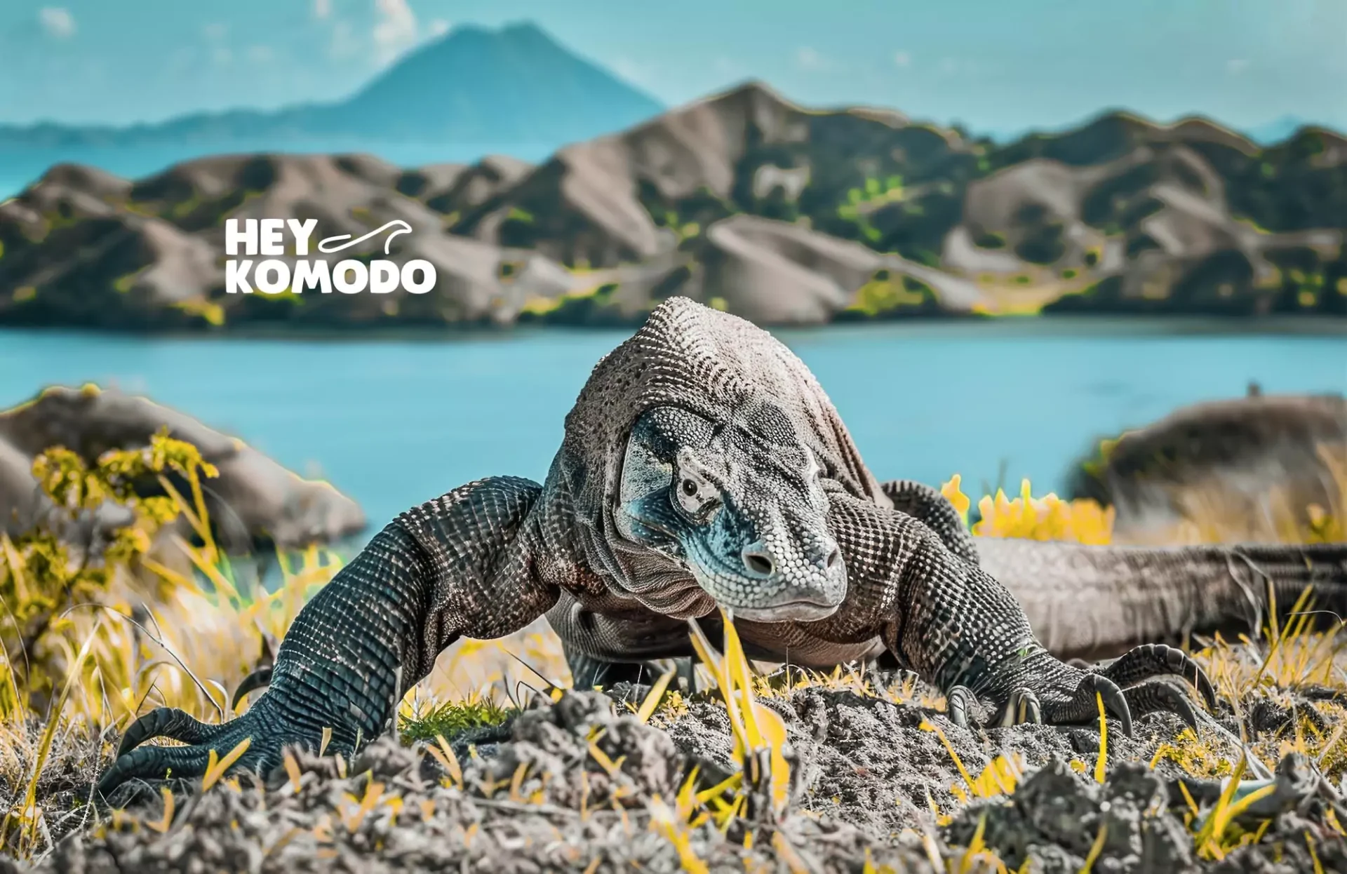 komodo tour from bali